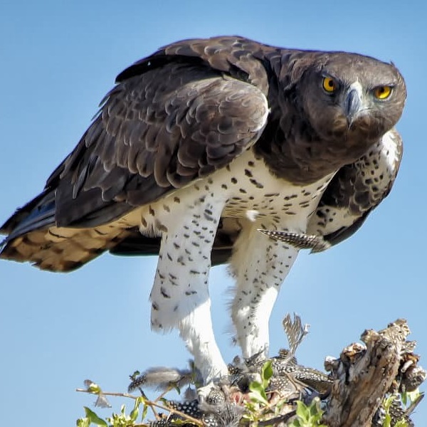 Mikumi Martial Eagle