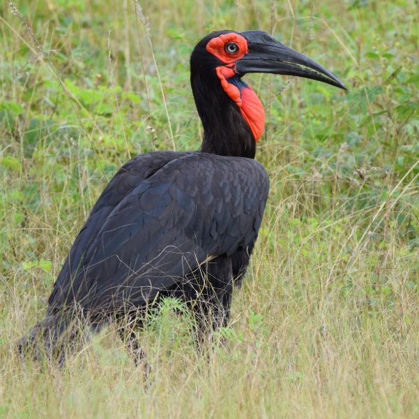 Southern Ground Hornbill