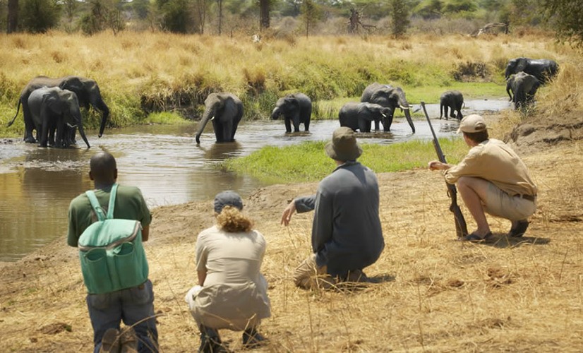 5 Days Selous and Mikumi Safari