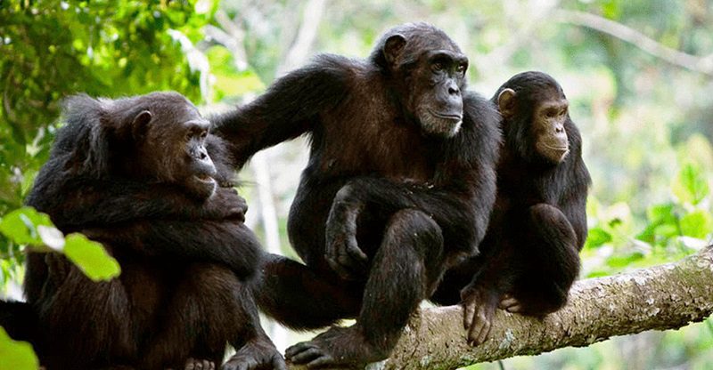 Chimpanzee Trekking Gombe