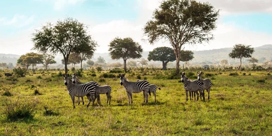 Mikumi National Park